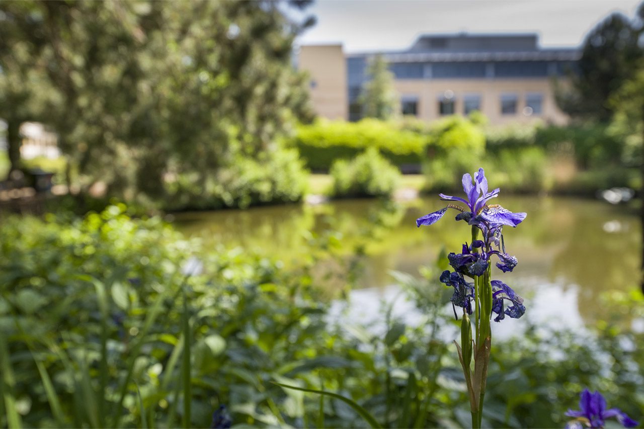 landscaped lake at Birmingham business park