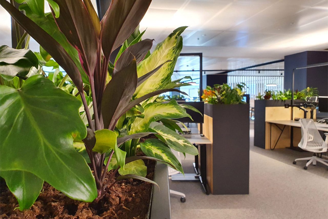 wellbeing through biophilic design in workplaces