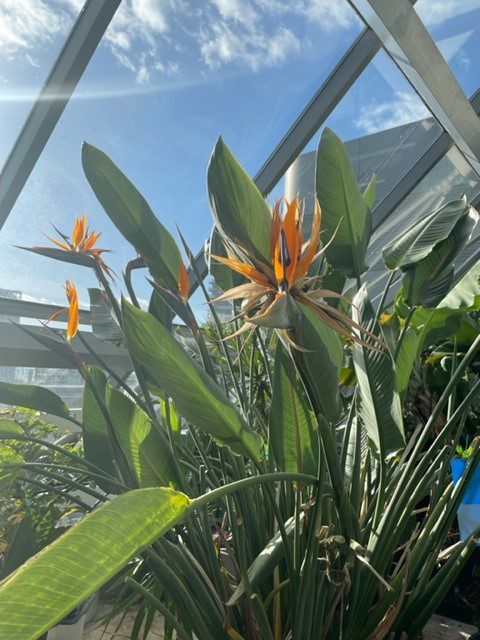 Matrix House bird of paradise flower in atrium