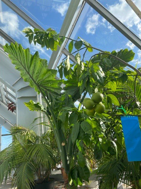 Matrix House lemon trees in Atrium