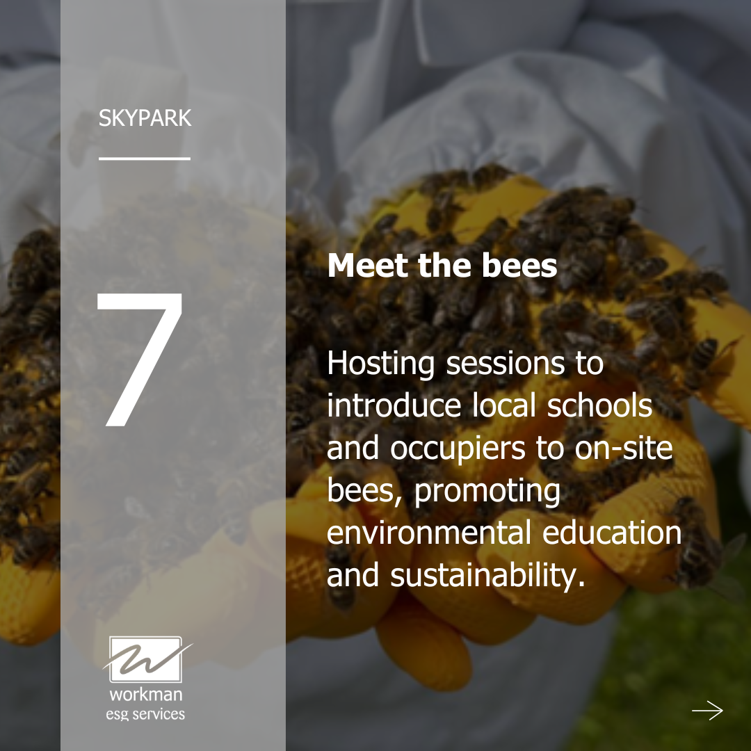 Meet the bees, Skypark