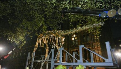UNP Diplodocus cast installation